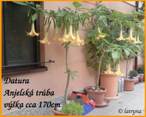 anjelsk trba