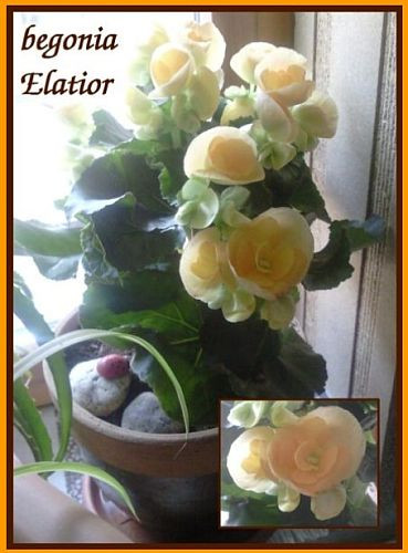 begonia elatior
