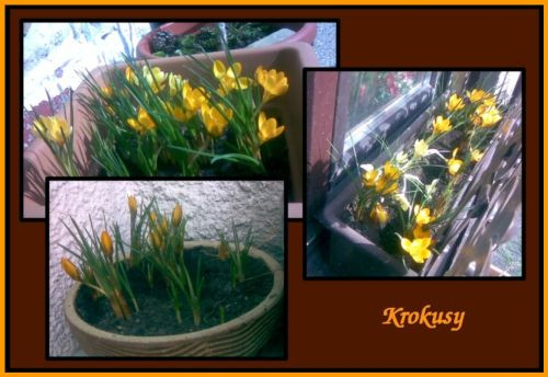 Krokusy