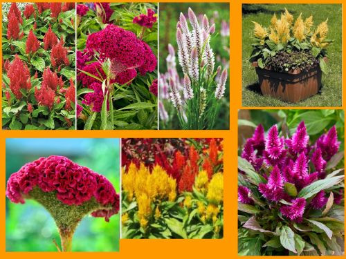 celosia