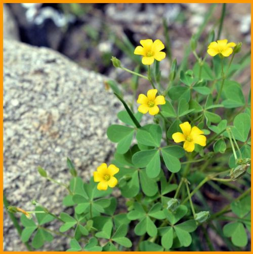 oxalis