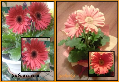 gerbera