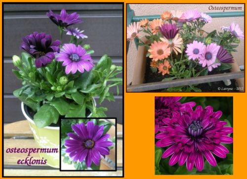 osteospermum