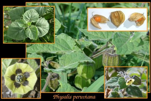 Physalis peruviana