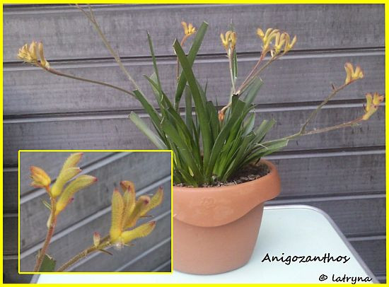 anigozanthos 3
