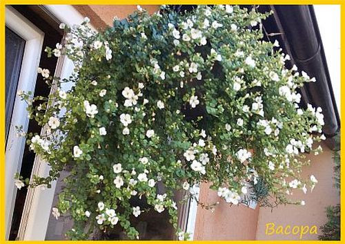 bacopa